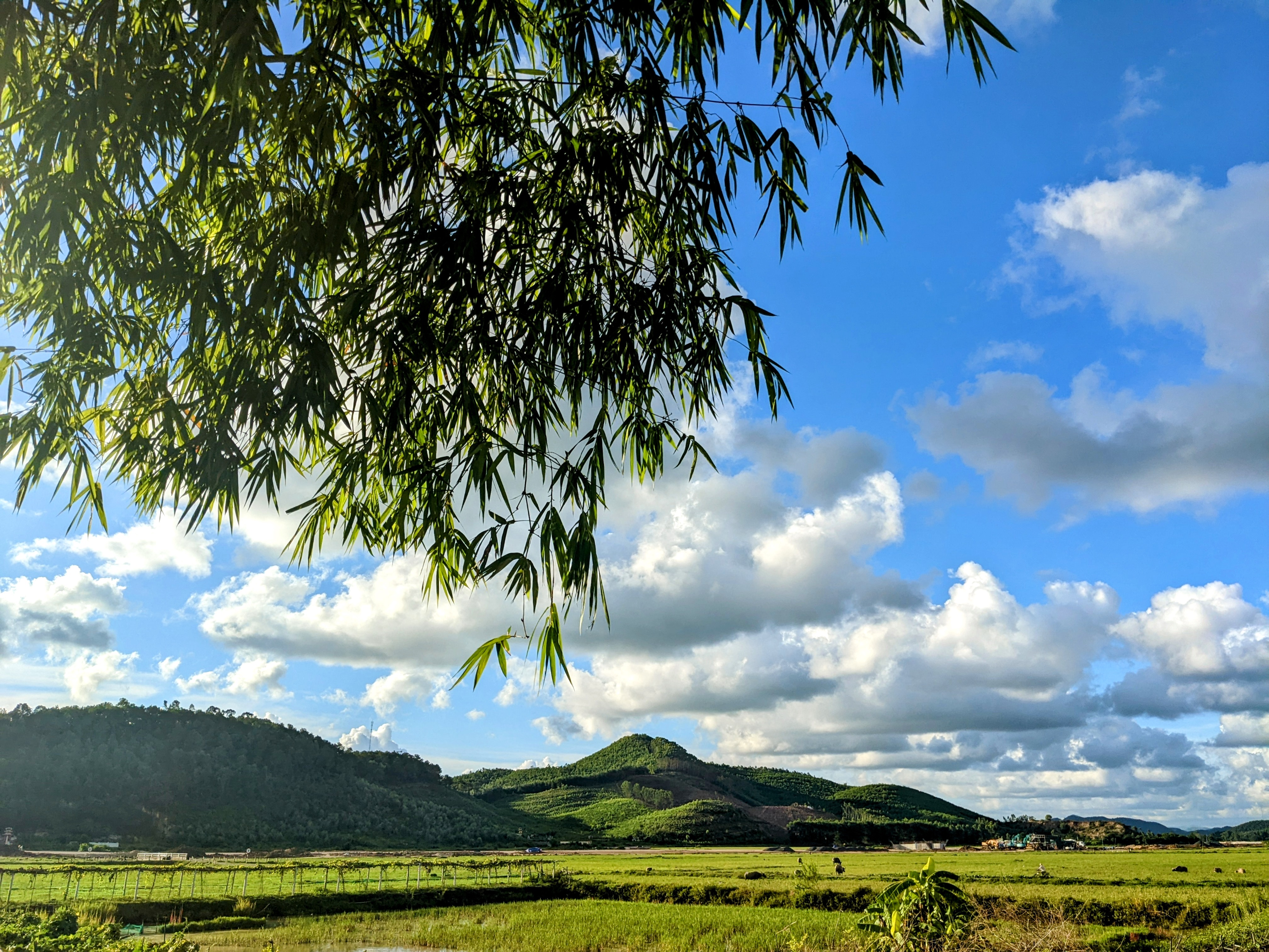 Field and forest mountains
